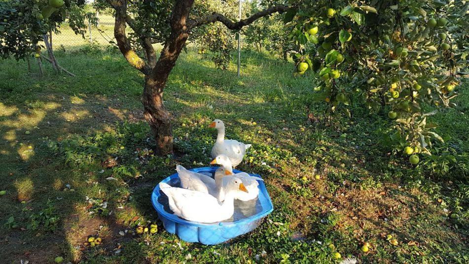 Bed And Breakfast - Die Aelplersuit Fuer Backpackers Im Berghuesli Linthal المظهر الخارجي الصورة